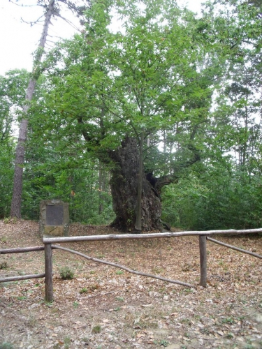 Il Castagno Millenario del Tumajin