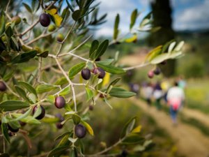 Festa dei Frantoi e dei Castelli