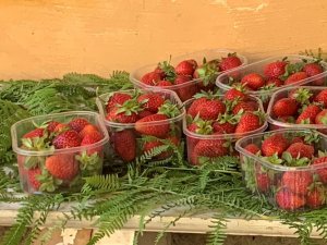 Sagra delle fragole e Mostra dei fiori