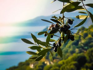 Maratona degli ulivi