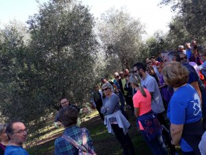 Passeggiata tra gli Olivi