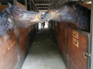 Mostra del Cavallo Bardigiano