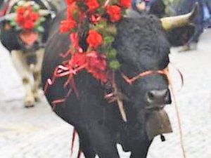 Devétéya di Cogne - Festa della transumanza